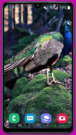 Peacock Wallpaper HD screenshot 8