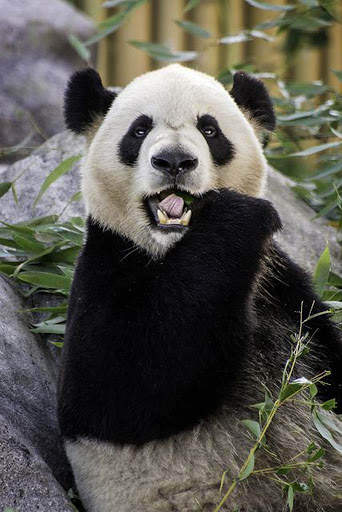Panda Wallpaper - Cute Panda Wallpapers 🐼 screenshot 10