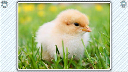 107 Animals - Free screenshot 3