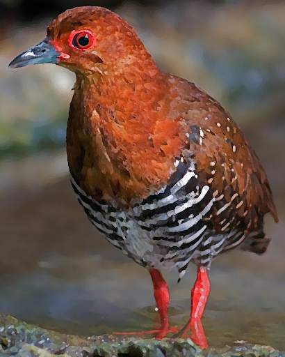 Red-legged Crake bird Sounds screenshot 1