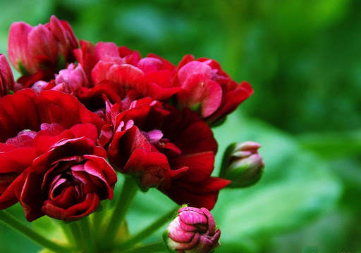 Flowers Wallpapers HD 2021 screenshot 10