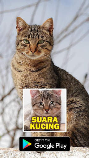 Suara Kucing : Cat Sounds скриншот 3