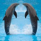 Dolphin Jigsaw Puzzles Game logo