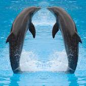 Dolphin Jigsaw Puzzles Game 1.0