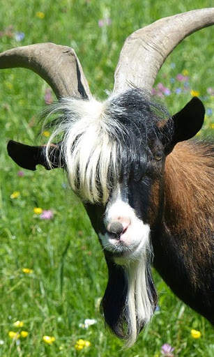 Goat Wallpaper screenshot 7