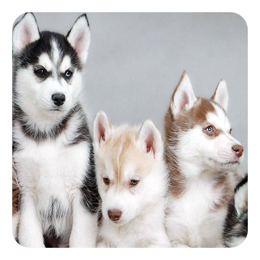 Husky Live Wallpaper icon