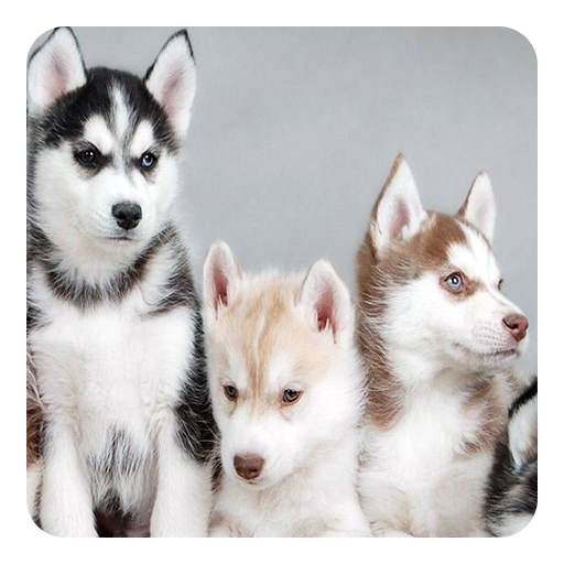 Husky Live Wallpaper 7.6