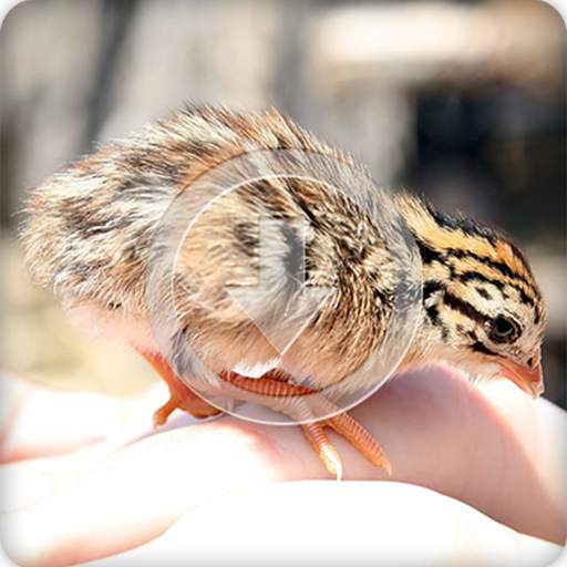 Quail Bird Call Sounds Ringtone 7.0.0
