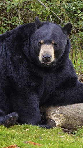Bear Wallpapers HD & 4k Backgrounds screenshot 5