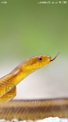 Snake Wallpaper screenshot 11