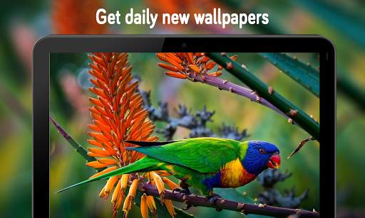 Animal & Birds Wallpaper (4k) स्क्रीनशॉट 11