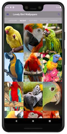 PhoneStack - Lovely Bird Wallpaper (QHD, 4K & UHD) screenshot 3