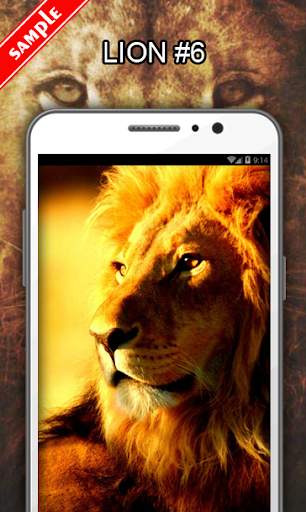 Lion Wallpapers screenshot 7