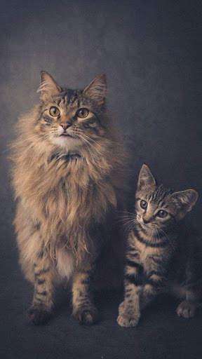 Cat Wallpapers 3 تصوير الشاشة