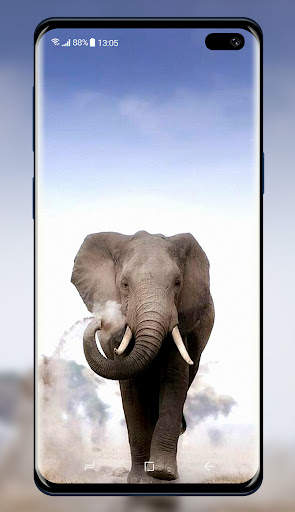 Elephant Wallpaper 7 تصوير الشاشة