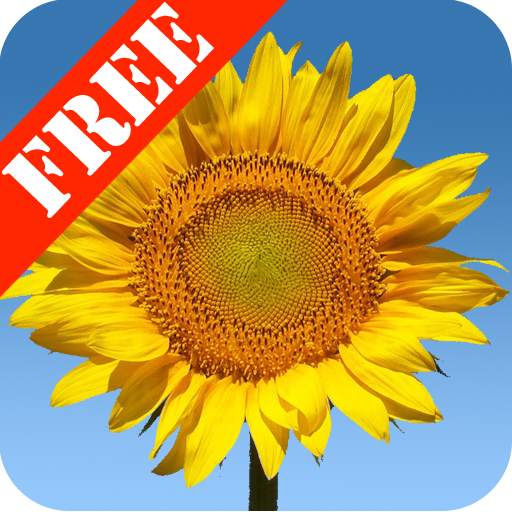 Sunflowers Free Live Wallaper 2.02