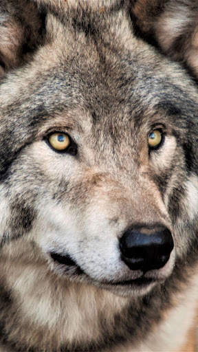 Wolf Wallpaper screenshot 12