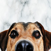 Bark icon