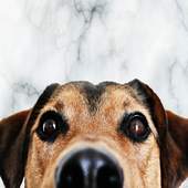 Bark 1.6