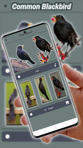 thrush birds screenshot 4