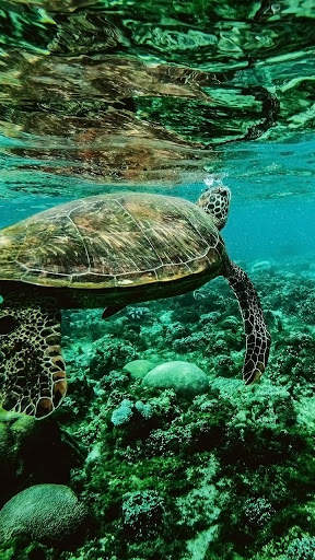 Fish Lock Screen Live Wallpaper 5 تصوير الشاشة