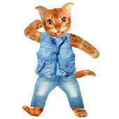 Funny Talking Cat 1.1