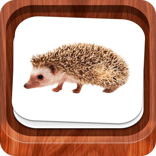 Little flash cards 1.7.8