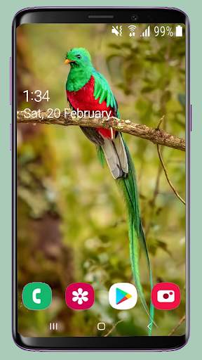 Bird Wallpaper New 4K screenshot 16