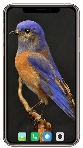 Bird HD Wallpaper screenshot 13