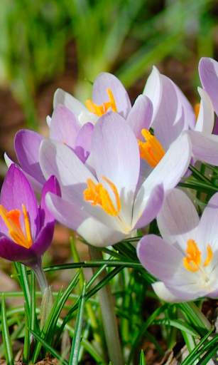 Spring Wallpapers HD (backgrounds & themes) screenshot 5