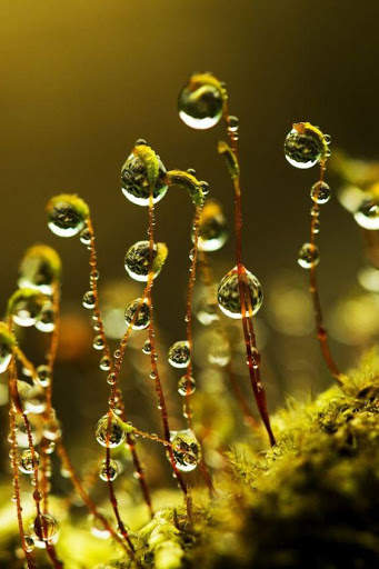 Drop Water Video Live Wallpaper screenshot 2