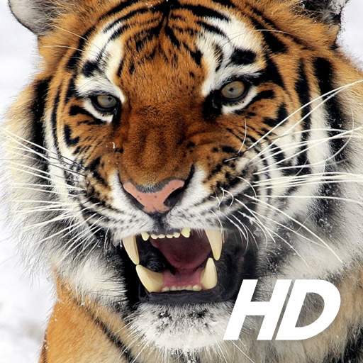 Tiger Wallpaper HD 1.3