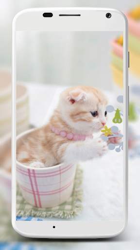 Cute Cats Wallpaper screenshot 2