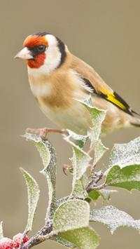 Beautiful Birds Wallpapers HD2 screenshot 18