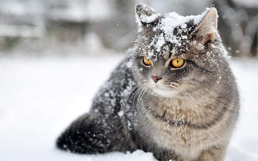 Snow Cats Live Wallpaper screenshot 10