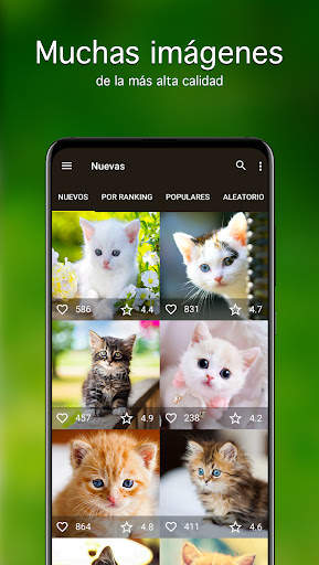 Fondos de pantalla con gatitos screenshot 2