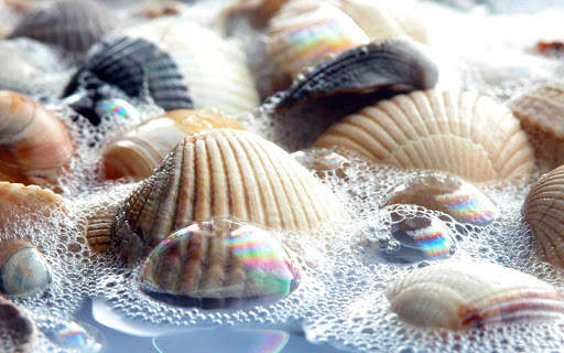 Seashells Live Wallpaper (Backgrounds) screenshot 7