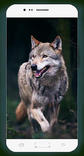 Wolf Wallpaper HD screenshot 6