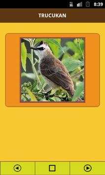 Yellow Vented Bulbul screenshot 2