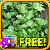 Watercress Slots - Free icon