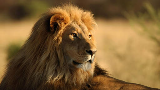 Lion Wallpapers | hd backgrounds screenshot 16
