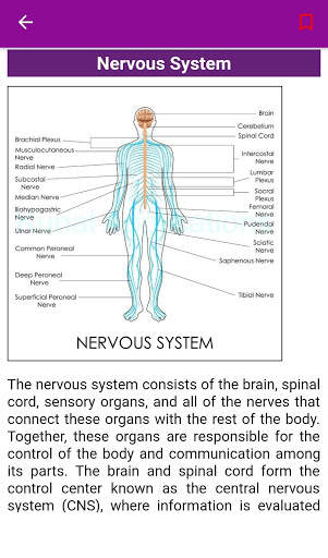 Human Anatomy screenshot 5