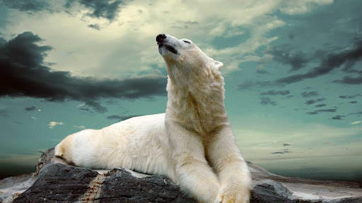 Bear Wallpapers HD & 4k Backgrounds screenshot 9