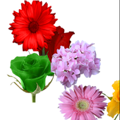 Colorful flower collecting gam icon