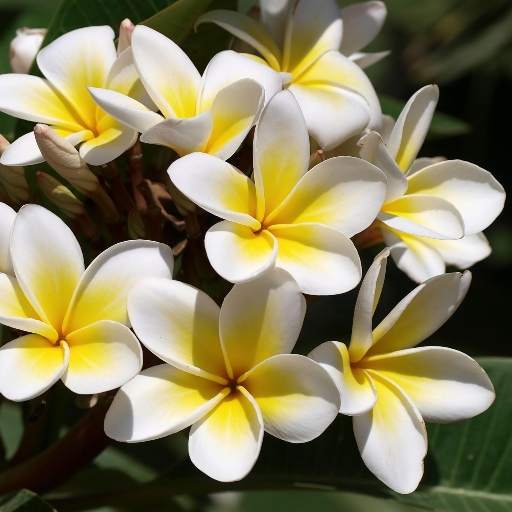 Plumeria Flower HD Wallpaper 1.3