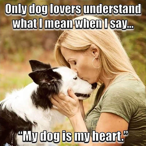 Animal Lover Quotes - Dog Lover Status - Cat Love screenshot 17
