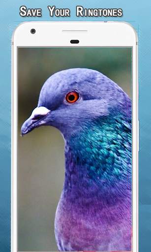 Bird Sounds Ringtone screenshot 3