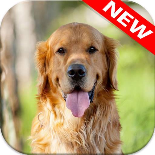🐕 Golden Retriever Wallpapers –Cute Dog Wallpaper 4.0.0