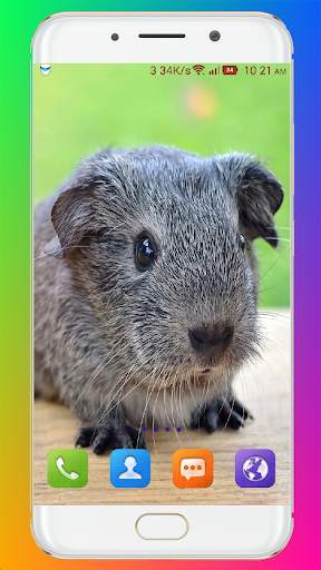 Guinea Pig Wallpaper screenshot 16