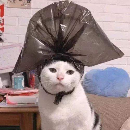Funny Animal TikTok Video HD screenshot 3